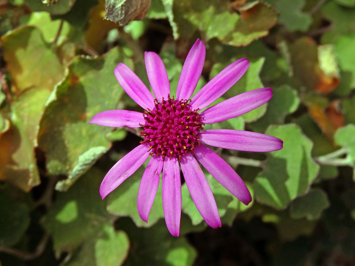 Pericallis lanata (L'Hér.) B. Nord.