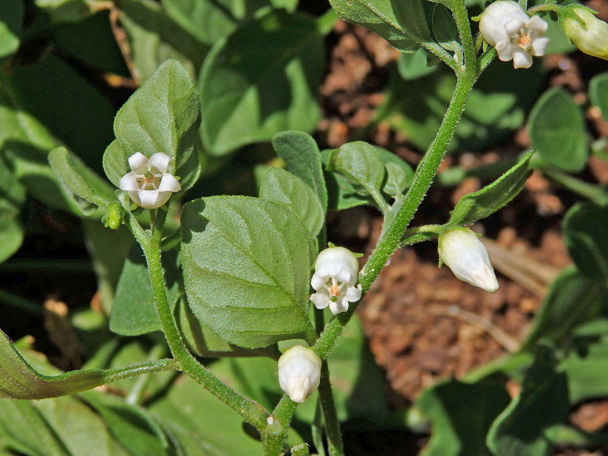 Salpichroa origanifolia (Lam.) Thellung