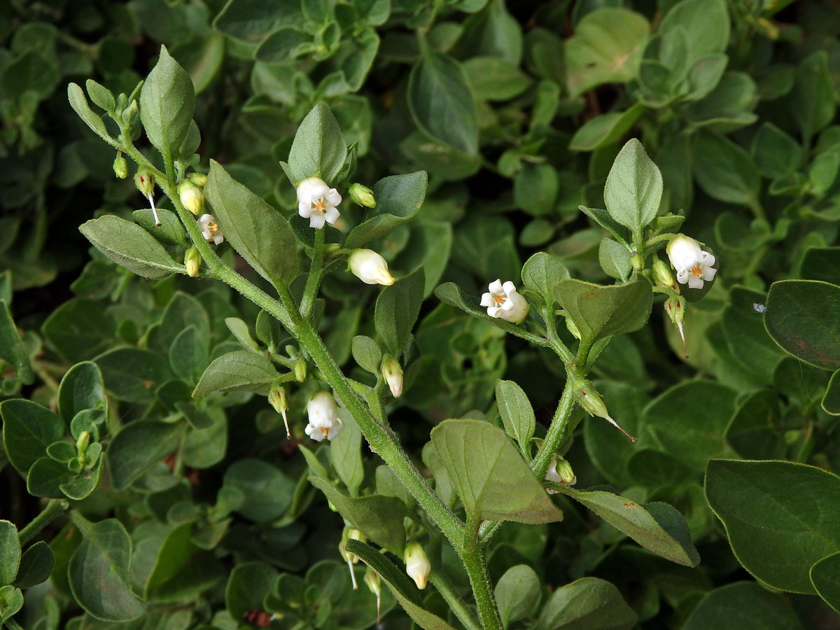 Salpichroa origanifolia (Lam.) Thellung