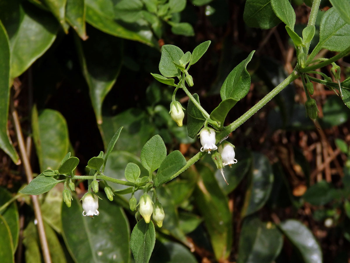 Salpichroa origanifolia (Lam.) Thellung