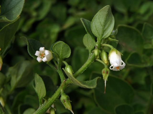 Salpichroa origanifolia (Lam.) Thellung