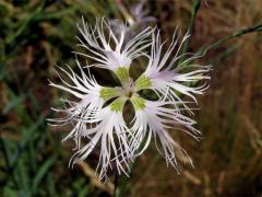 Hvozdík pyšný (Dianthus superbus L.)