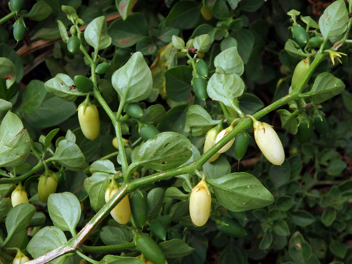 Salpichroa origanifolia (Lam.) Thellung