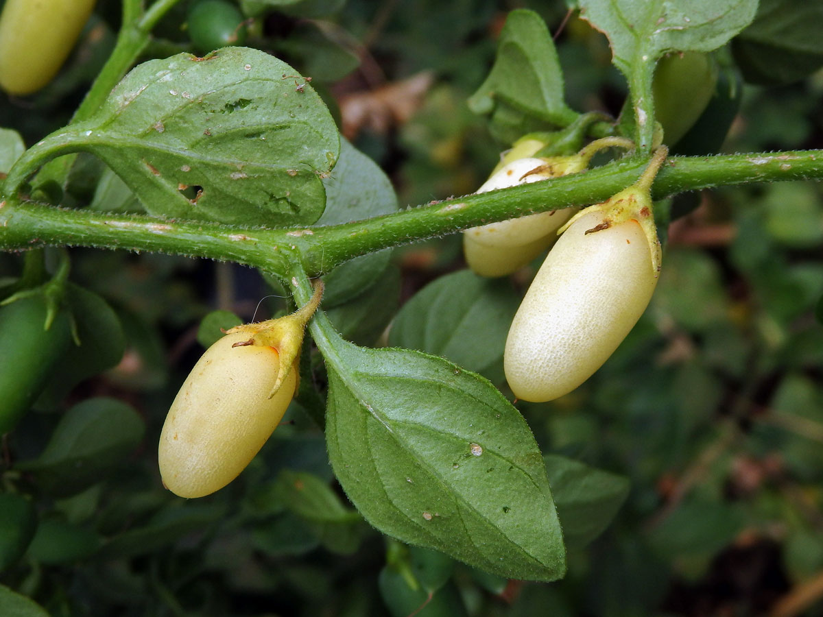 Salpichroa origanifolia (Lam.) Thellung