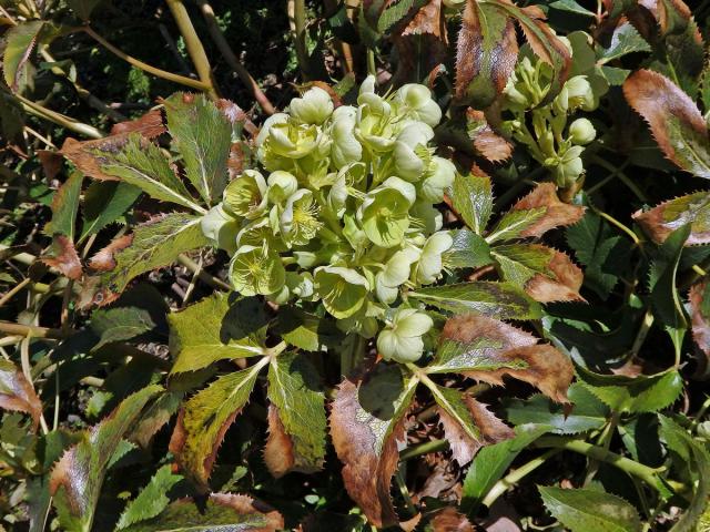 Čemeřice sivozelená (Helleborus lividus Curtis)