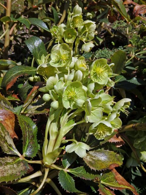 Čemeřice sivozelená (Helleborus lividus Curtis)