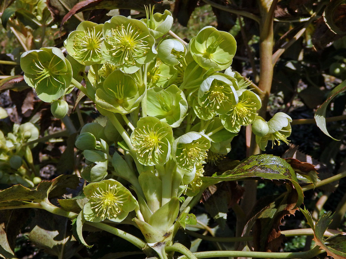 Čemeřice sivozelená (Helleborus lividus Curtis)