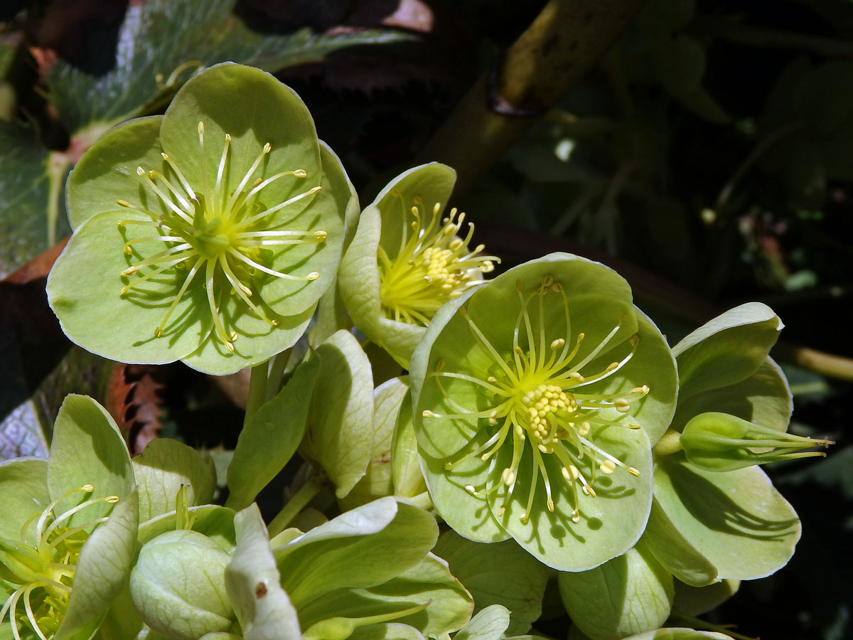 Čemeřice sivozelená (Helleborus lividus Curtis)