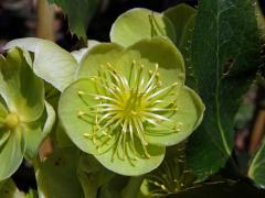 Čemeřice sivozelená (Helleborus lividus Curtis)