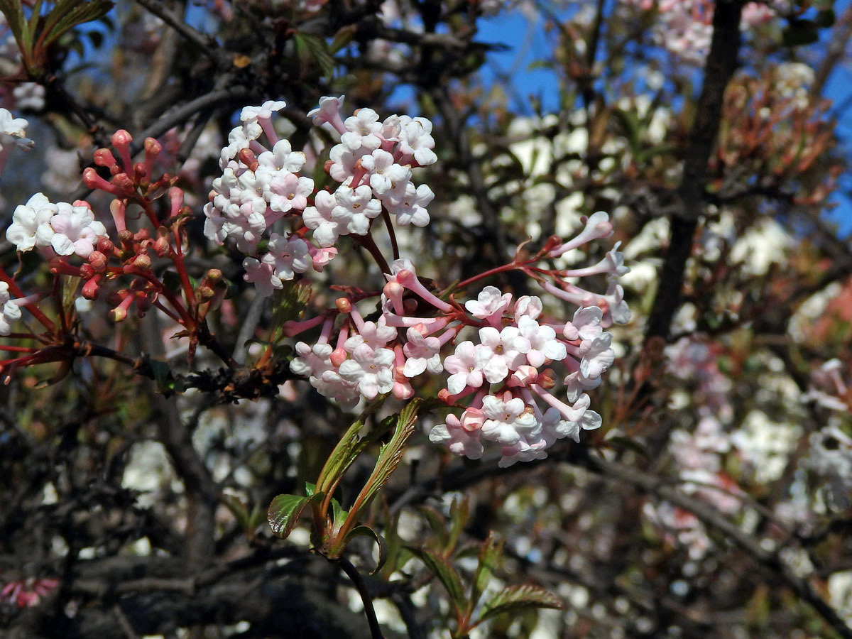 Kalina (Viburnum × bodnantense Aberconway