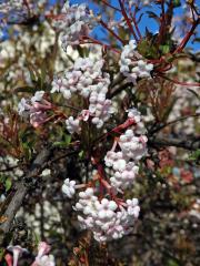 Kalina (Viburnum × bodnantense Aberconway