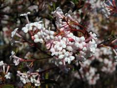 Kalina (Viburnum × bodnantense Aberconway