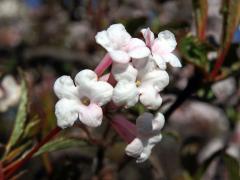 Kalina (Viburnum × bodnantense Aberconway