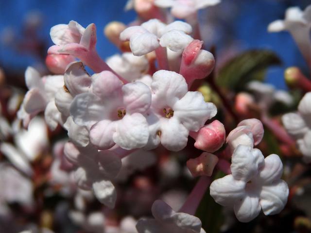 Kalina (Viburnum × bodnantense Aberconway