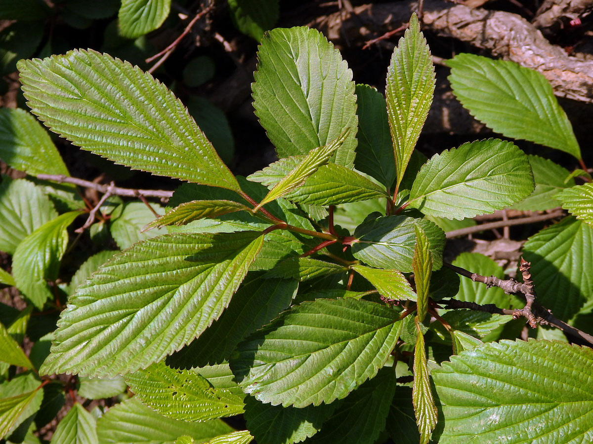 Kalina (Viburnum × bodnantense Aberconway