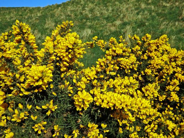 Hlodáš evropský (Ulex europaeus L.)