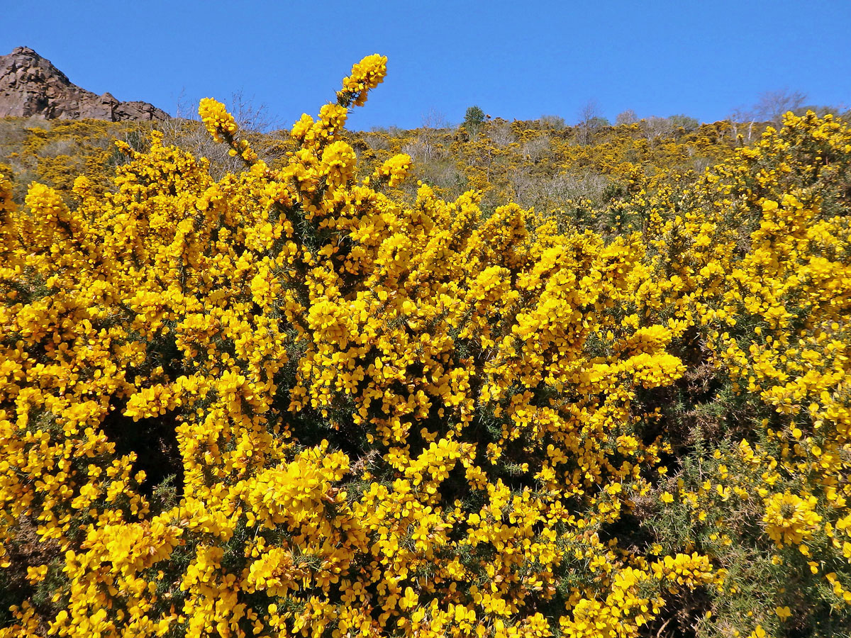 Hlodáš evropský (Ulex europaeus L.)