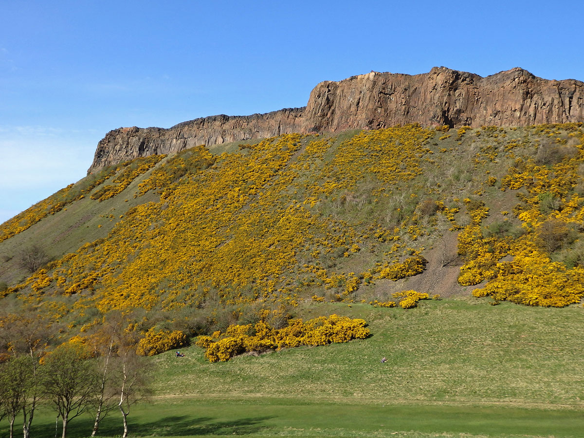 Hlodáš evropský (Ulex europaeus L.)