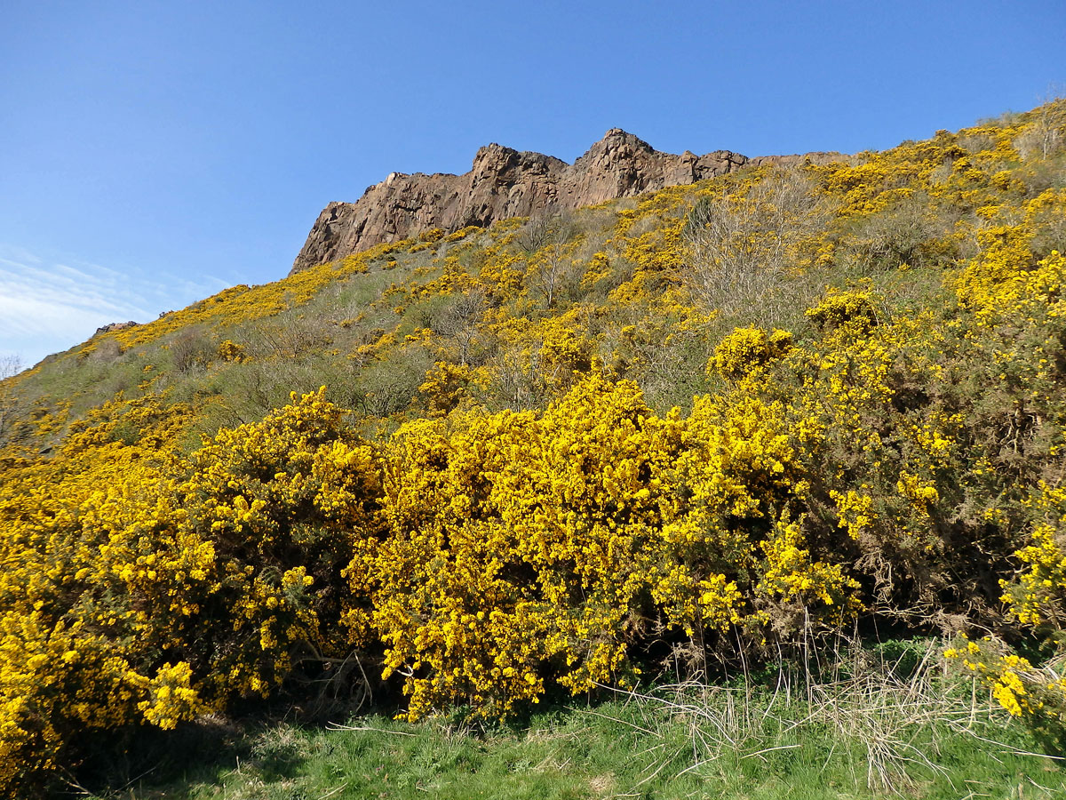 Hlodáš evropský (Ulex europaeus L.)