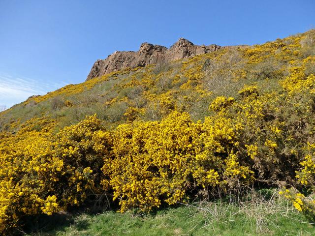 Hlodáš evropský (Ulex europaeus L.)