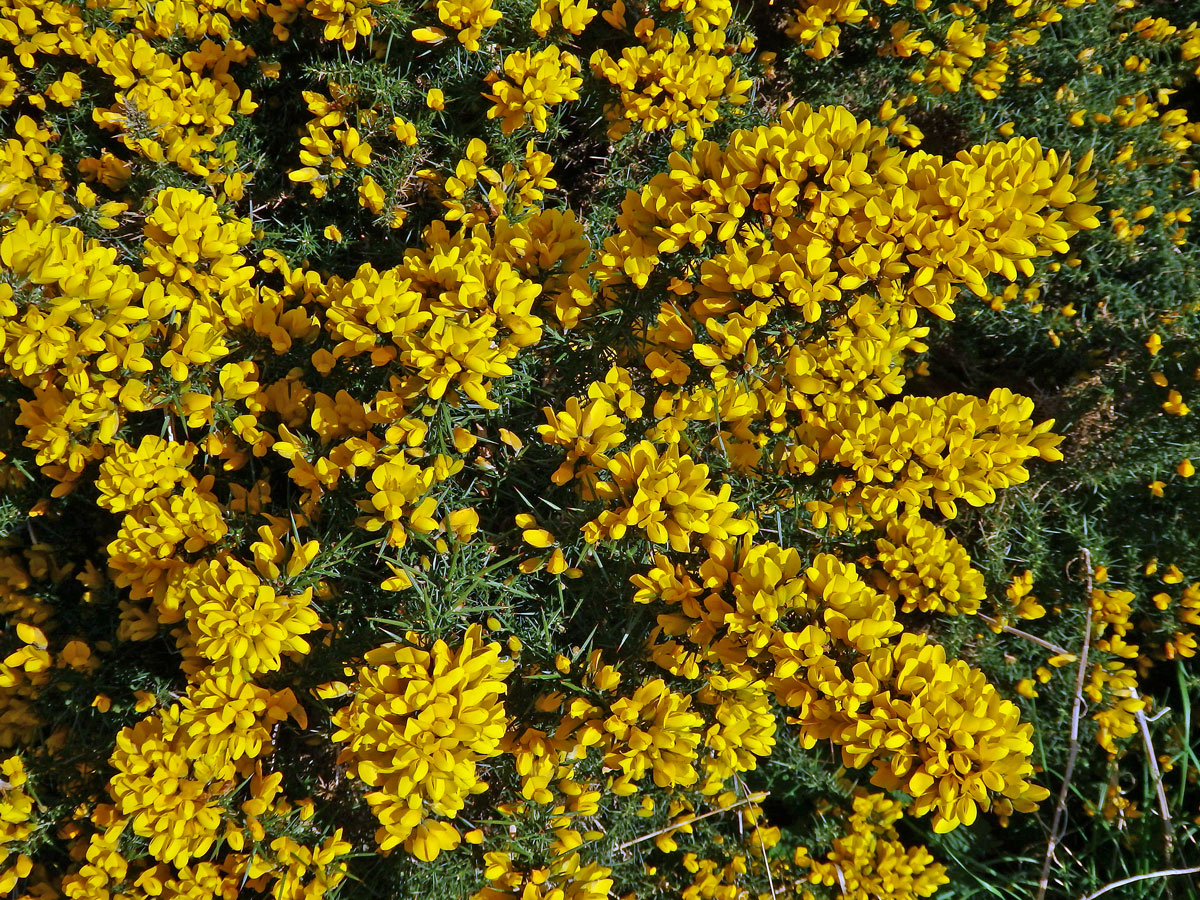 Hlodáš evropský (Ulex europaeus L.)