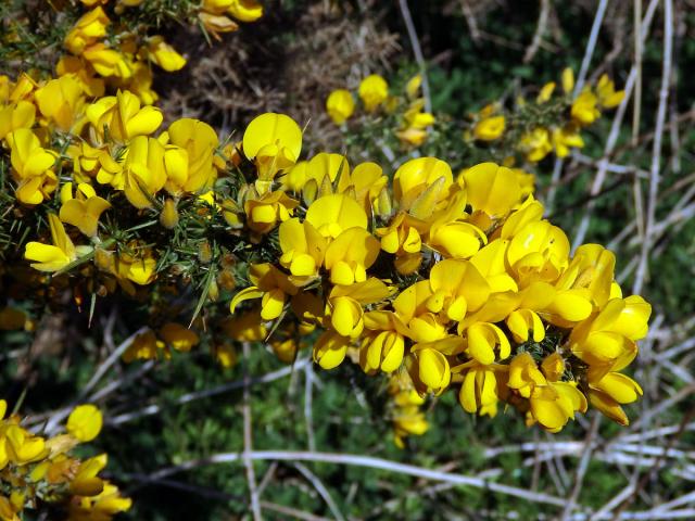 Hlodáš evropský (Ulex europaeus L.)