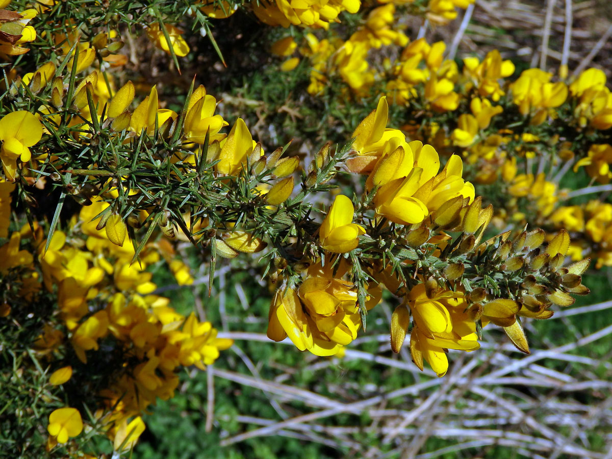 Hlodáš evropský (Ulex europaeus L.)