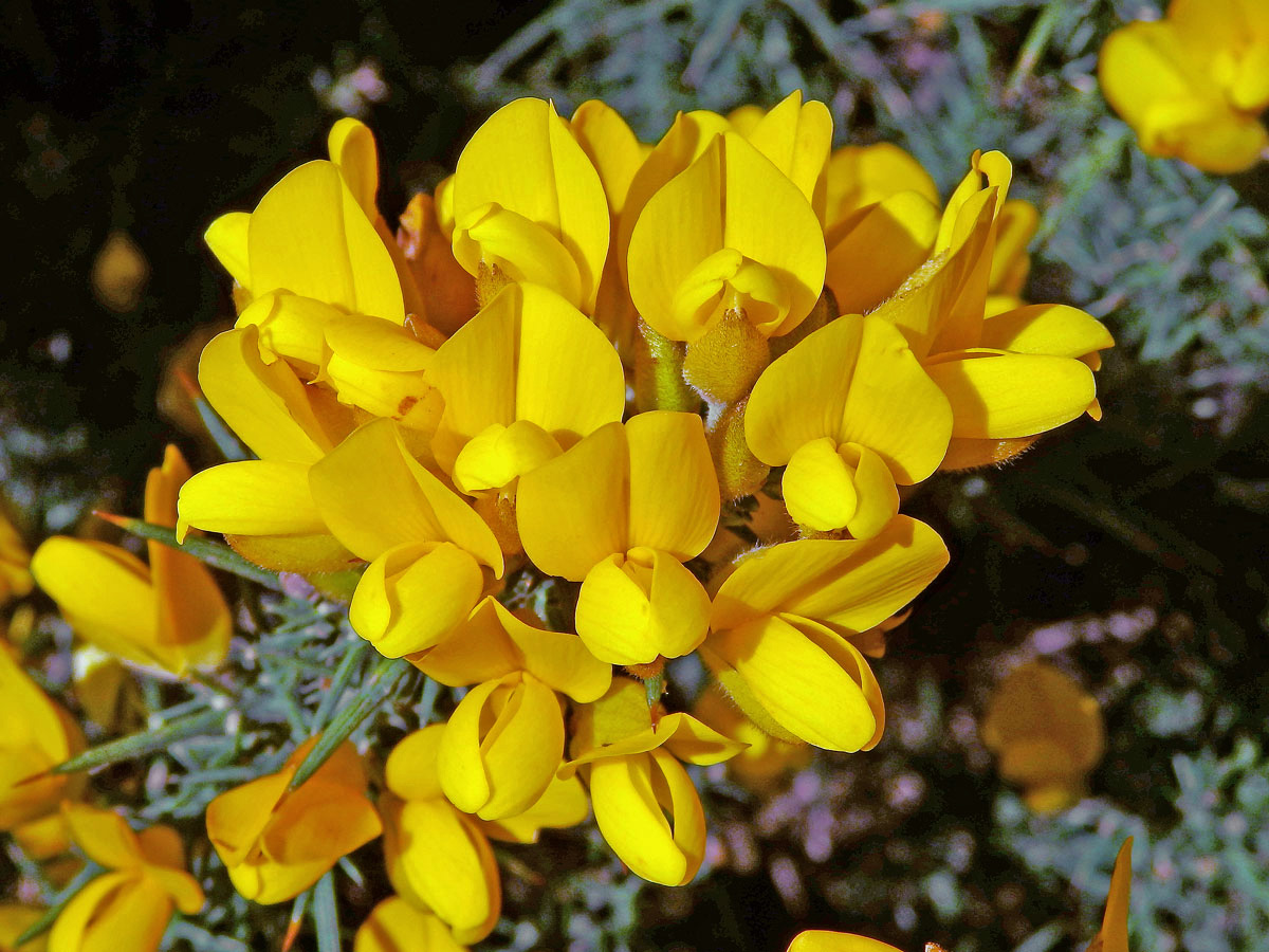 Hlodáš evropský (Ulex europaeus L.)