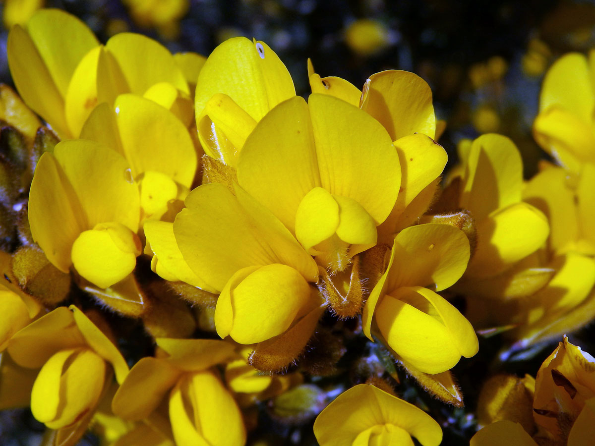 Hlodáš evropský (Ulex europaeus L.)