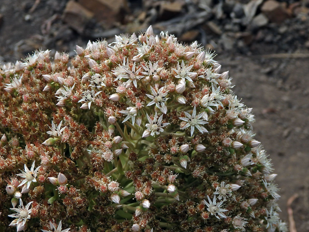 Eonium kanárské (Aeonium canariense (L.) Webb & Berthel.)