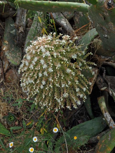 Eonium kanárské (Aeonium canariense (L.) Webb & Berthel.)