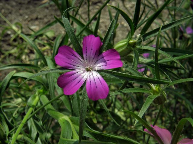 Koukol polní (Agrostemma githago L.)