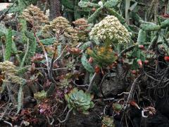 Eonium kanárské (Aeonium canariense (L.) Webb & Berthel.)