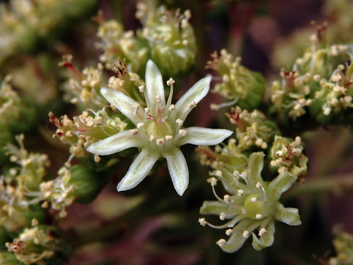 Eonium kanárské (Aeonium canariense (L.) Webb & Berthel.)