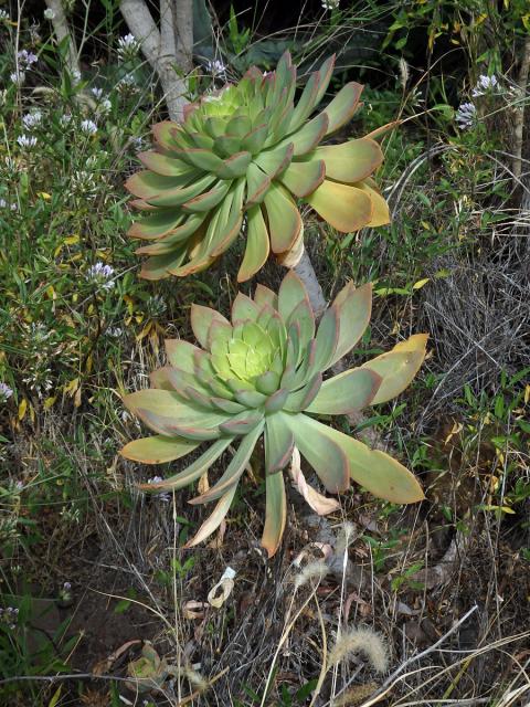 Eonium kanárské (Aeonium canariense (L.) Webb & Berthel.)