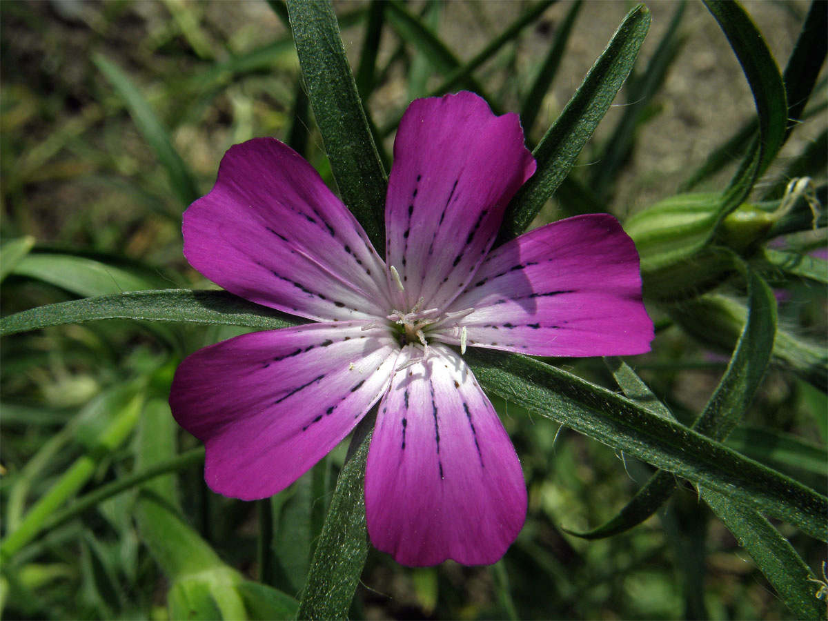 Koukol polní (Agrostemma githago L.)