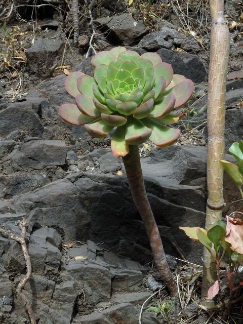 Eonium kanárské (Aeonium canariense (L.) Webb & Berthel.)