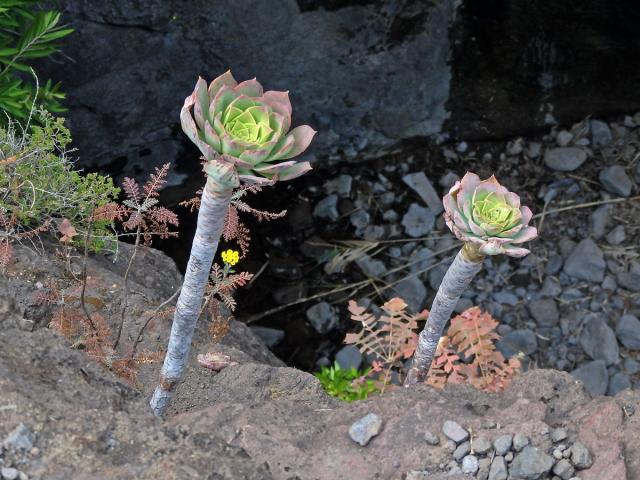 Eonium kanárské (Aeonium canariense (L.) Webb & Berthel.)