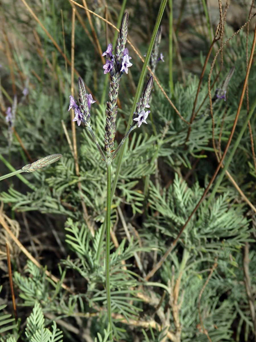 Levandule kanárská (Lavandula canariensis Mill.)