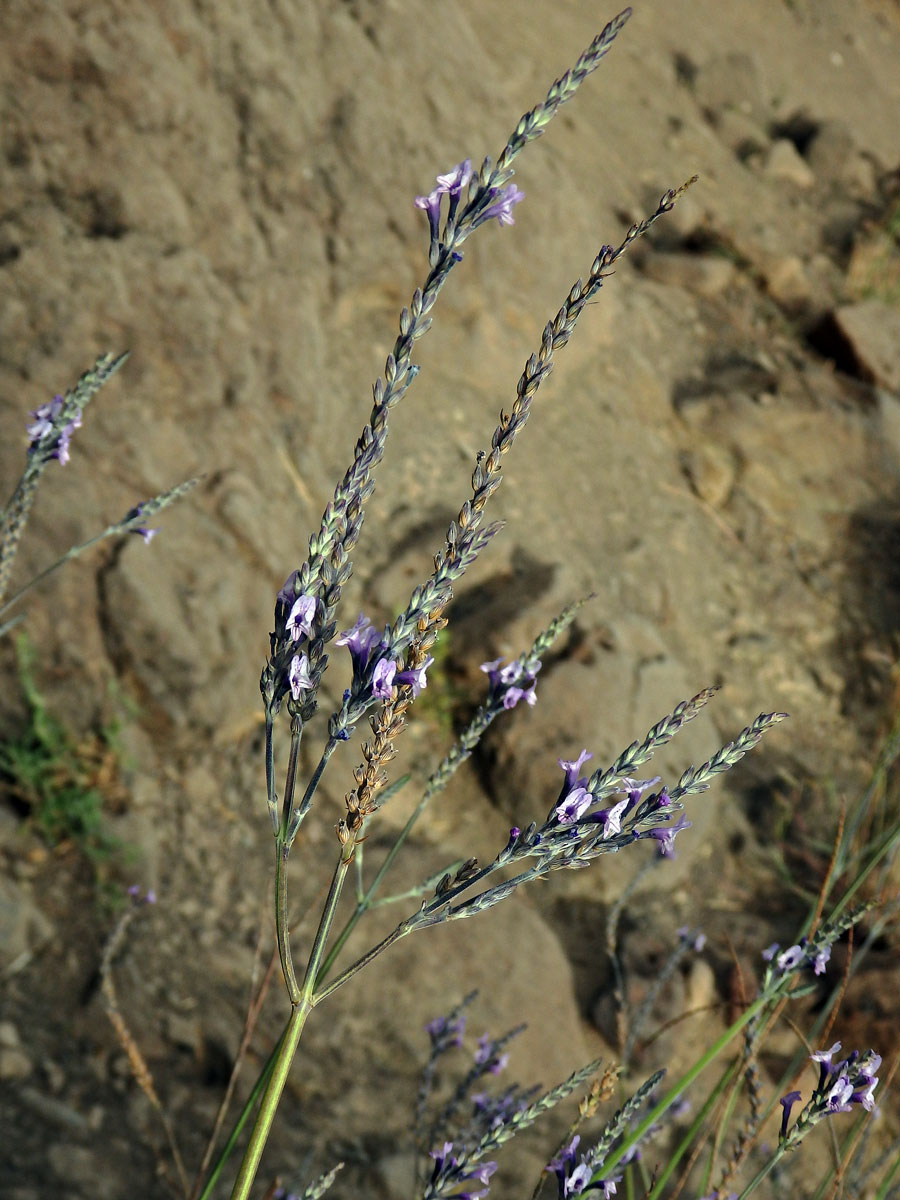 Levandule kanárská (Lavandula canariensis Mill.)