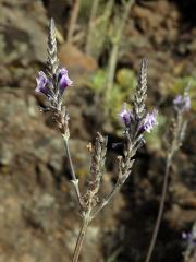 Levandule kanárská (Lavandula canariensis Mill.)