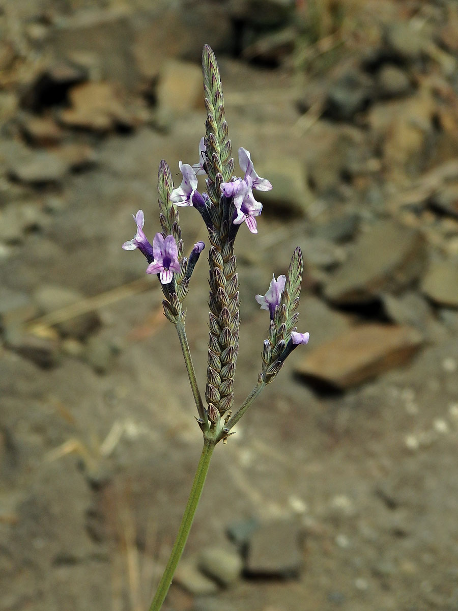 Levandule kanárská (Lavandula canariensis Mill.)