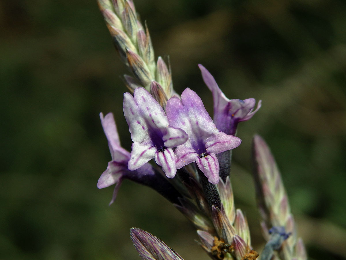 Levandule kanárská (Lavandula canariensis Mill.)