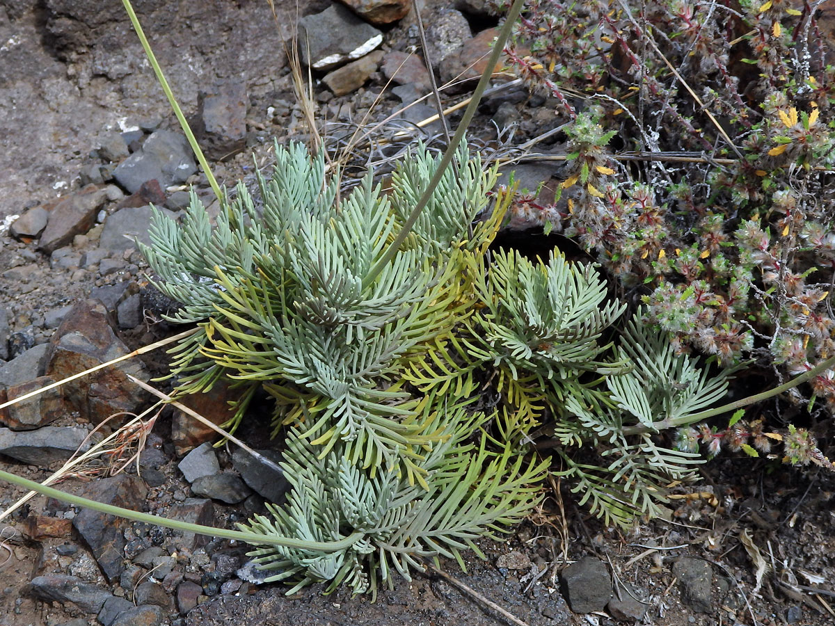 Levandule kanárská (Lavandula canariensis Mill.)