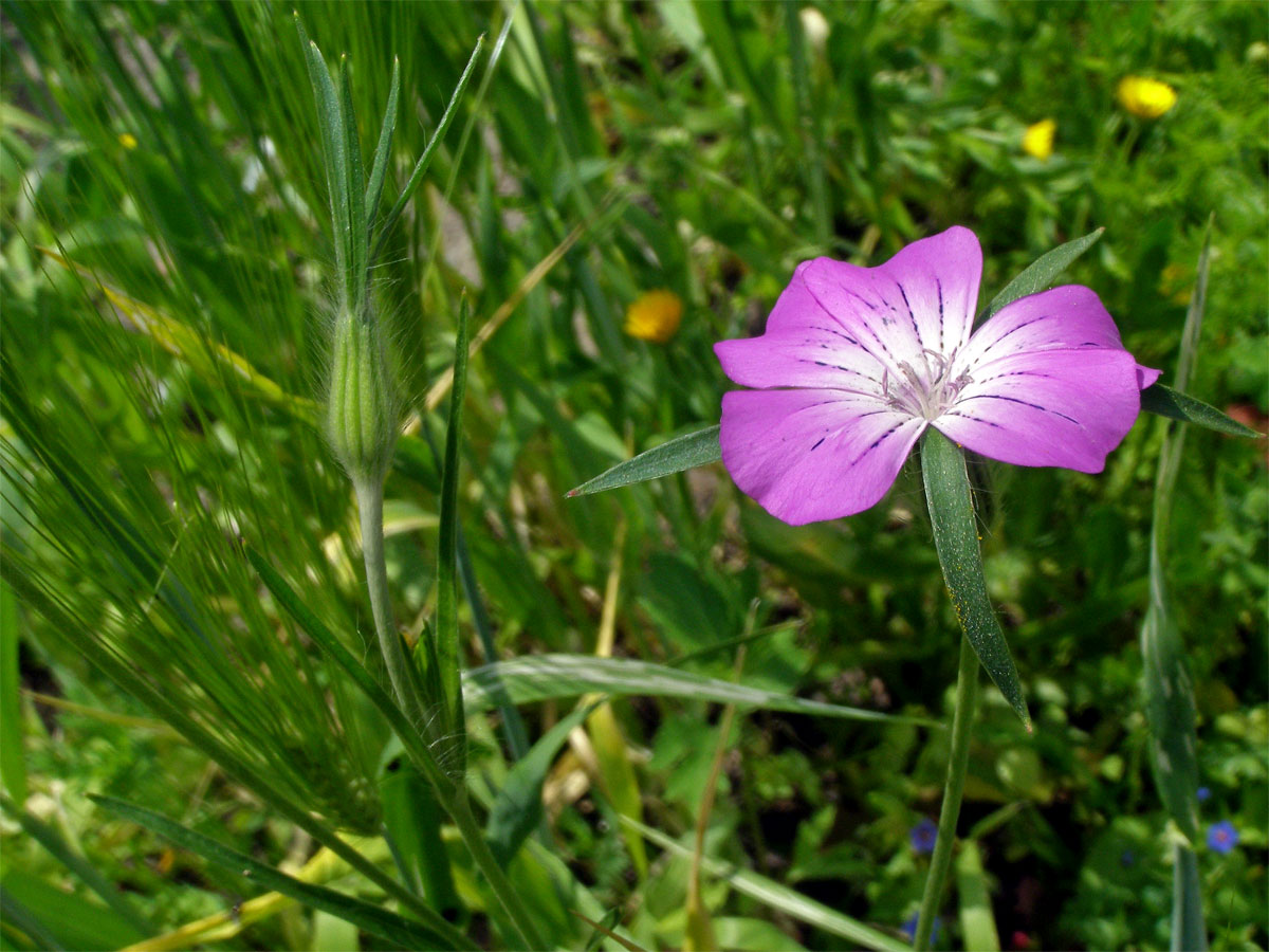 Koukol polní (Agrostemma githago L.)