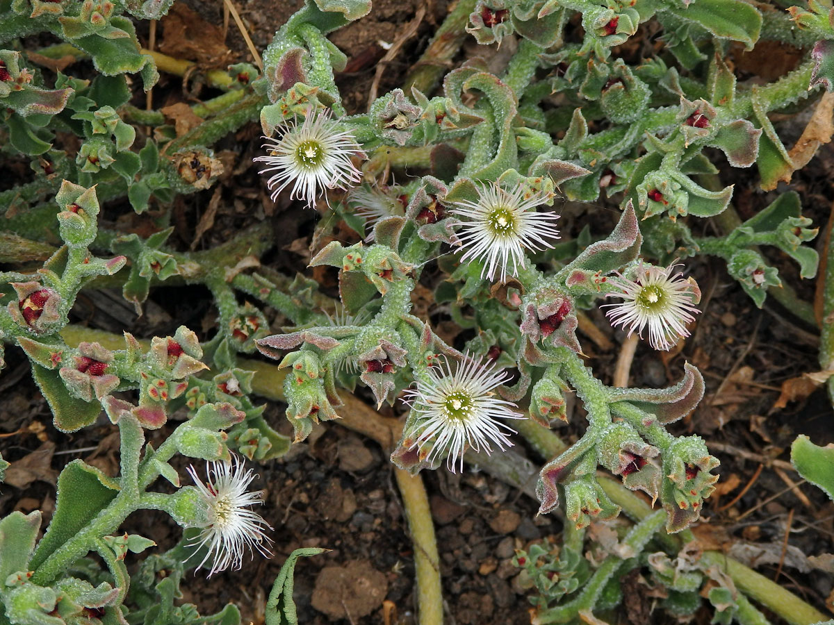 Kosmatec krystalový (Mesembryanthemum crystallinum L.)