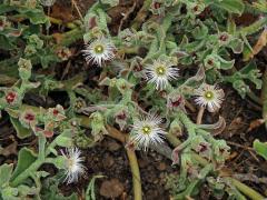 Kosmatec krystalový (Mesembryanthemum crystallinum L.)    