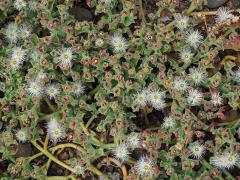 Kosmatec krystalový (Mesembryanthemum crystallinum L.)