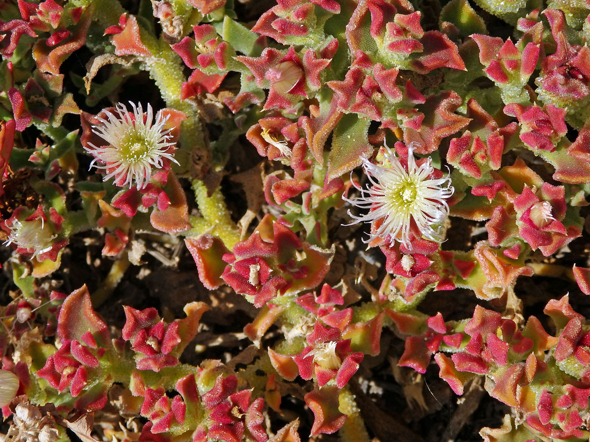 Kosmatec krystalový (Mesembryanthemum crystallinum L.)