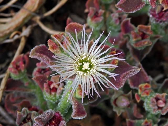 Kosmatec krystalový (Mesembryanthemum crystallinum L.)